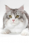 Picture of Siberian cat lying down, silver mackerel tabby & white colour