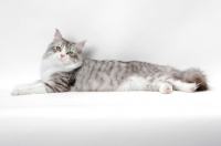 Picture of Siberian cat lying down, silver mackerel tabby & white colour