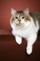 Picture of Siberian cat lying down