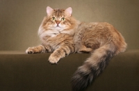 Picture of Siberian cat, lying down