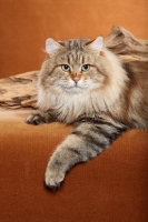 Picture of Siberian cat lying near log