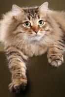 Picture of Siberian cat lying on brown background