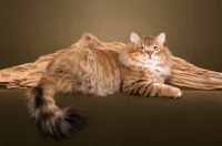 Picture of Siberian cat near drift wood