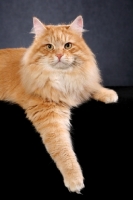 Picture of Siberian cat on black background