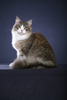 Picture of Siberian cat on blue background