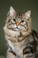 Picture of Siberian cat on sage background