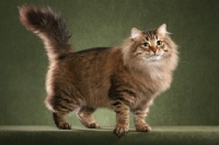 Picture of Siberian cat on sage green background