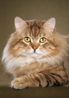 Picture of Siberian cat, portrait