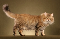 Picture of Siberian cat, side view on brown background