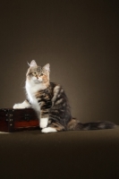 Picture of Siberian cat, sitting down near box