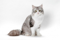 Picture of Siberian cat sitting down on white background, silver mackerel tabby & white colour