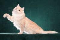 Picture of Siberian cat, sitting down, one leg up