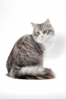 Picture of Siberian cat sitting down, silver mackerel tabby & white colour