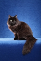 Picture of Siberian cat, sitting down