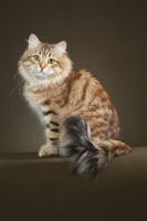 Picture of Siberian cat, sitting down