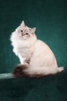 Picture of Siberian cat, sitting down