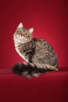 Picture of Siberian cat, sitting down