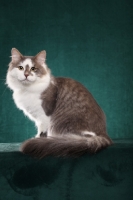 Picture of Siberian cat, sitting down