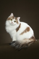 Picture of Siberian cat, sitting down