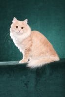 Picture of Siberian cat, sitting down