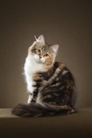 Picture of Siberian cat, sitting down