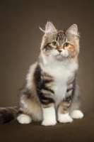 Picture of Siberian cat, sitting down