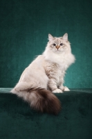 Picture of Siberian cat, sitting down