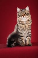 Picture of Siberian cat, sitting down