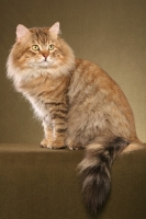 Picture of Siberian cat sitting down