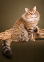 Picture of Siberian cat sitting near log