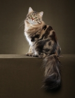 Picture of Siberian cat, sitting on brown background