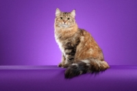 Picture of Siberian cat sitting on purple background