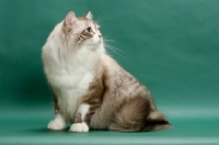 Picture of Siberian cat sitting, seal lynx point