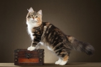 Picture of Siberian cat, standing on box