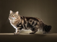 Picture of Siberian cat standing on brown background