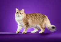 Picture of Siberian cat standing on purple background