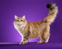 Picture of Siberian cat, tail up