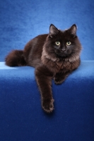 Picture of Siberian cat