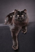 Picture of Siberian cat