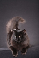 Picture of Siberian cat