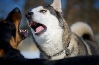 Picture of siberian husky and mongrel dog with mouths open while playing