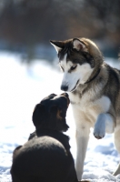 Picture of siberian husky and mongrel dog sniffing each other