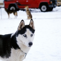 Picture of siberian husky at sled dog races in austria