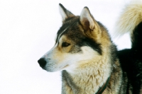 Picture of siberian husky at sled dog racing in bad mittendorf, austria