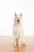 Picture of Siberian Husky cross bred dog on floor