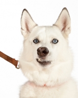 Picture of Siberian Husky cross bred dog snarling