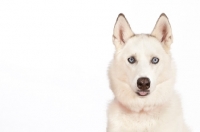 Picture of Siberian Husky cross bred dog