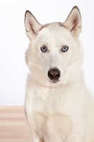 Picture of Siberian Husky cross bred dog