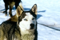 Picture of siberian husky harnessed, at sled dog racing in bad mittendorf, austria