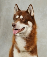 Picture of Siberian Husky head study